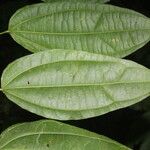 Cleidion castaneifolium Leaf