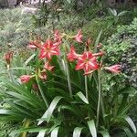 Hippeastrum correiense Hábito