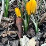 Crocus chrysanthus Outro