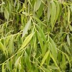 Salix albaLapas