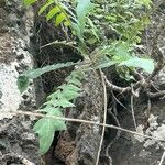 Sonchus gummifer Leaf