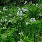 Cardamine heptaphylla Квітка