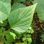 Ageratina adenophora Levél