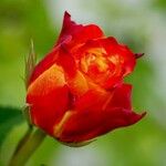 Rosa foetida Цвят