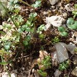 Ptychotis saxifraga Likasa