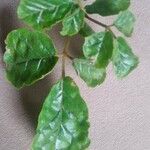 Handroanthus ochraceus Leaf