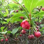 Schisandra rubriflora Flor