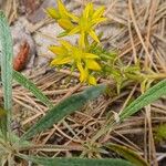 Sedum stenopetalum Blomst