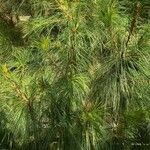 Pinus wallichiana 叶
