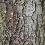 Quercus brantii Kabuk