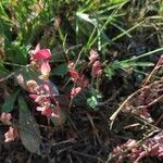 Atriplex hortensis Blad