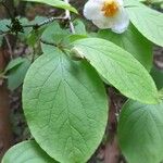 Stewartia ovata Leaf