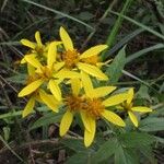 Bidens reptans Λουλούδι