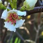 Pyrus pyrifolia Kwiat