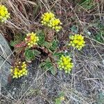 Dudleya farinosa 花