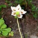 Moneses uniflora Fleur