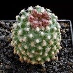 Pediocactus knowltonii عادت