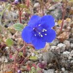 Phacelia campanularia 花