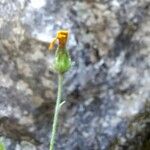 Hieracium amplexicaule Kwiat