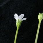 Parnassia pusilla Habit