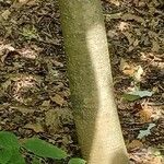 Magnolia macrophylla Bark