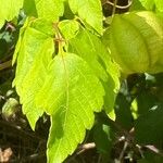 Cardiospermum grandiflorum Leaf