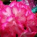 Rhododendron catawbiense Floro
