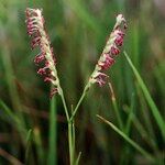 Paspalum vaginatum Egyéb