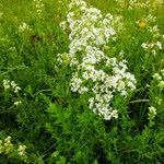 Galium boreale Flower