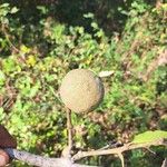 Morisonia americana Fruit