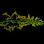 Corydalis juncea Flower