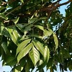 Sapindus trifoliatus Hoja