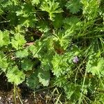 Geranium molle Habit