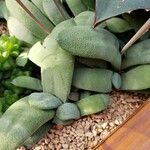 Gasteria glomerata Hoja