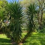 Yucca elephantipes Yaprak