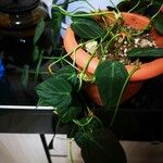 Philodendron lupinum Hoja