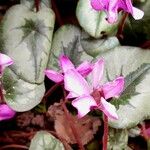 Cyclamen coum Flor