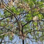 Cassia bakeriana Bark