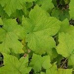 Rubus parviflorus Leaf