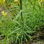 Linaria vulgaris Blatt