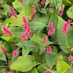 Bistorta amplexicaulis Floare