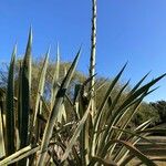 Agave americanaList