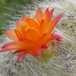 Parodia haselbergii Flower