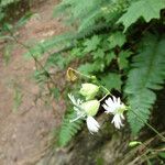 Silene stellata Kwiat