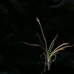 Aletris pauciflora Elinympäristö