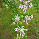 Buddleja alternifolia 花