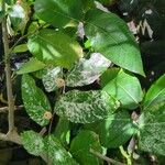 Ficus aspera Plod