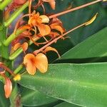 Hedychium coccineum 花