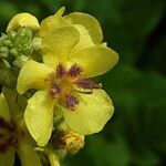 Verbascum chaixii Flower