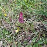 Fumaria densiflora 花